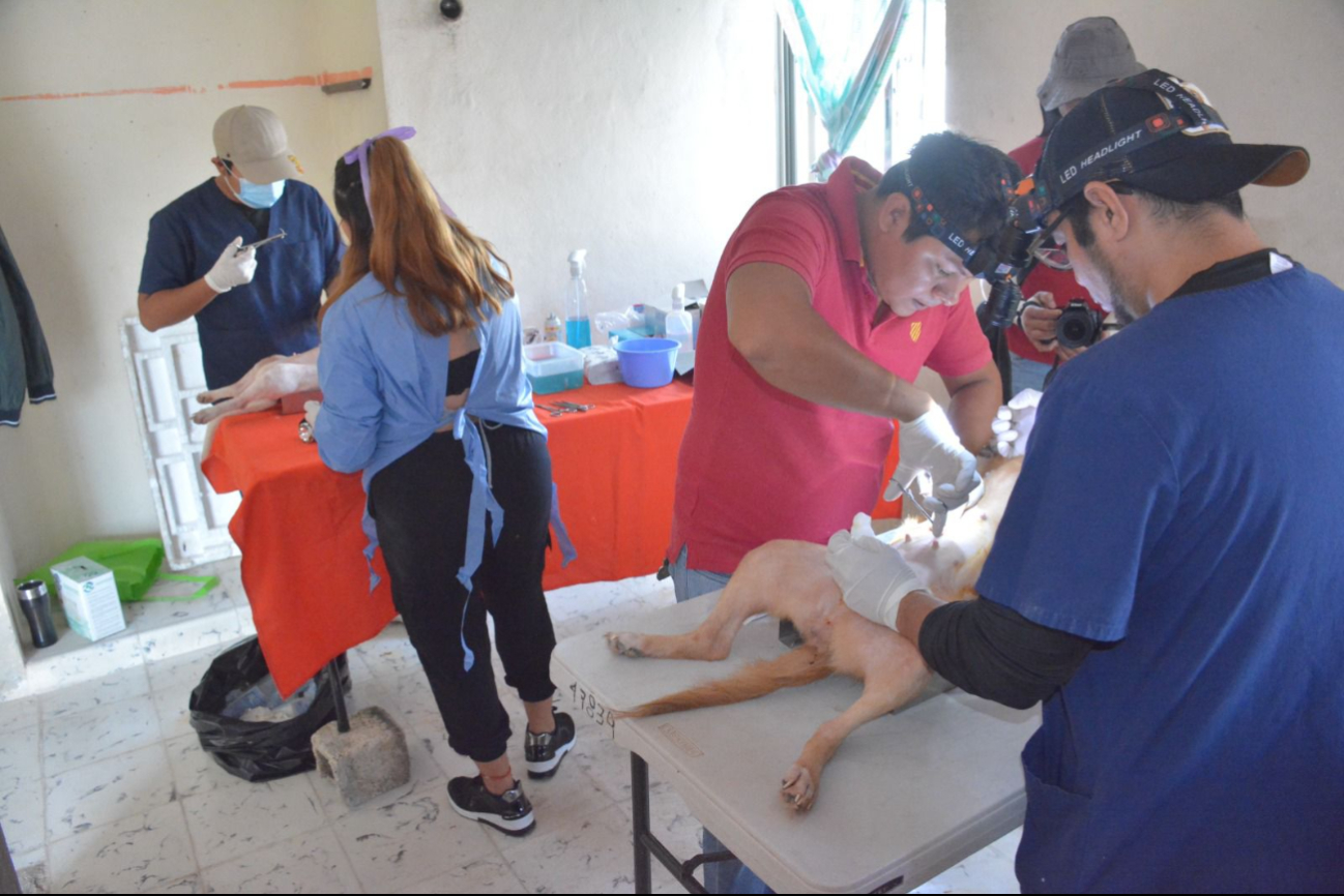 Las esterilizaciones se han llevado a cabo en varias colonias, incluyendo Colonial Campeche y la Unidad Habitacional Kalá Las esterilizaciones se han llevado a cabo en varias colonias, incluyendo Colonial Campeche y la Unidad Habitacional Kalá