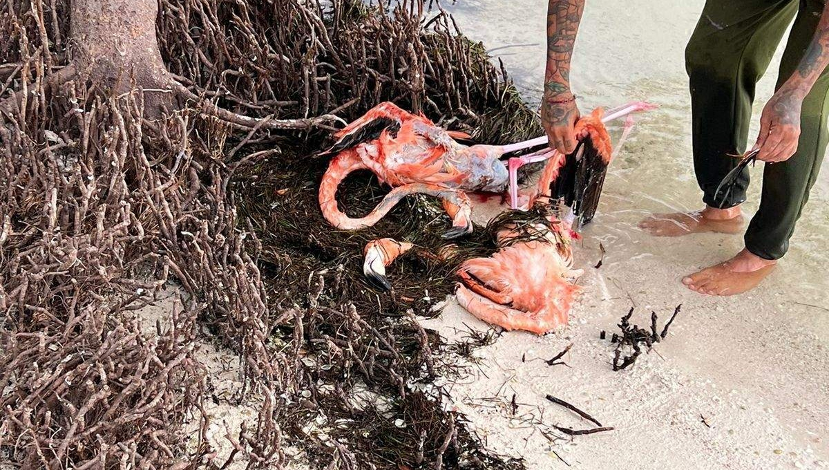 Hallan muertos a dos flamencos en la costa de Holbox