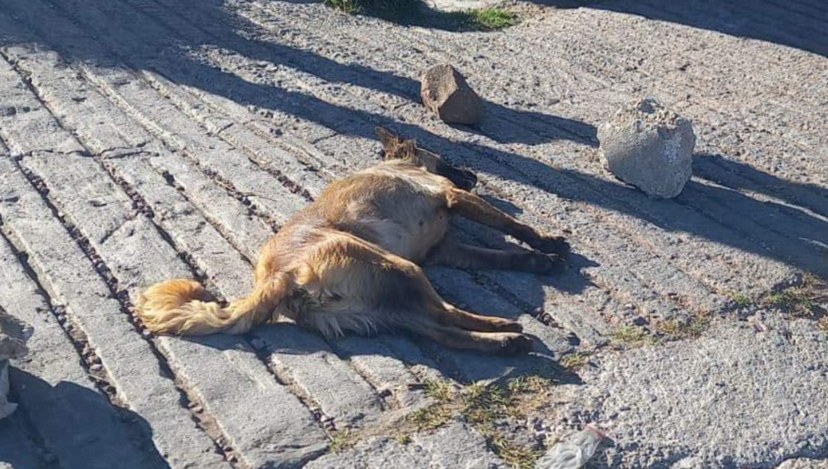 Autoridades ya investigan el envenenamiento de los perros Autoridades ya investigan el envenenamiento de los perros