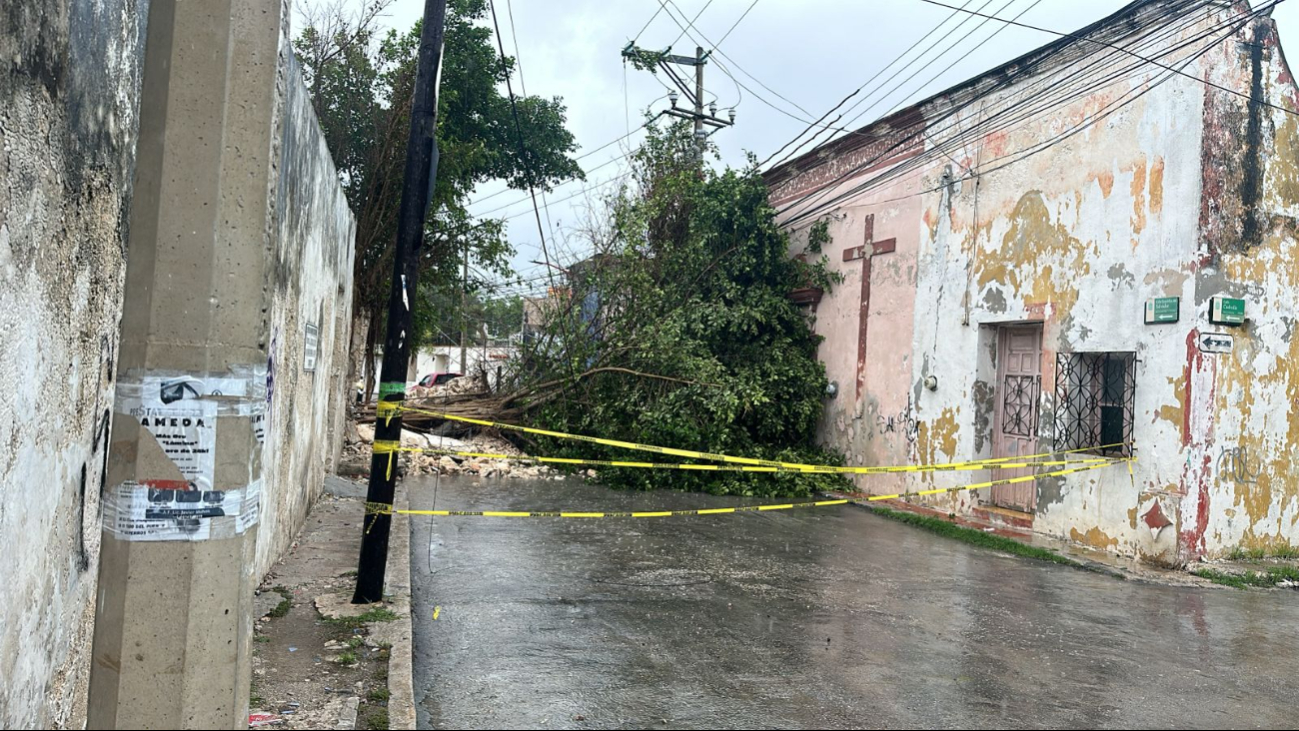 Cae árbol  y destruye fachada   de casa en Barrio de Santa Ana en Campeche: EN VIVO