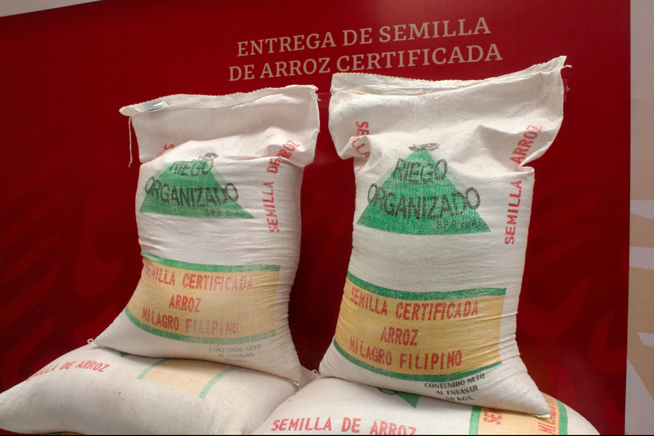 Campeche registra menos hectáreas sembradas en comparación con Quintana Roo y Yucatán