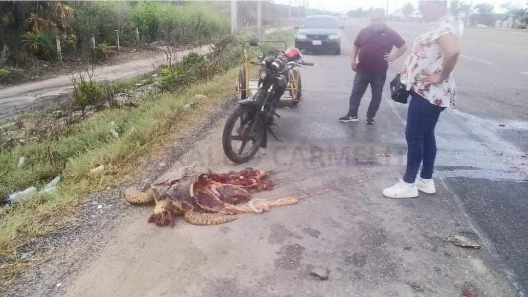 Encuentran tortuga destrozada Encuentran tortuga destrozada