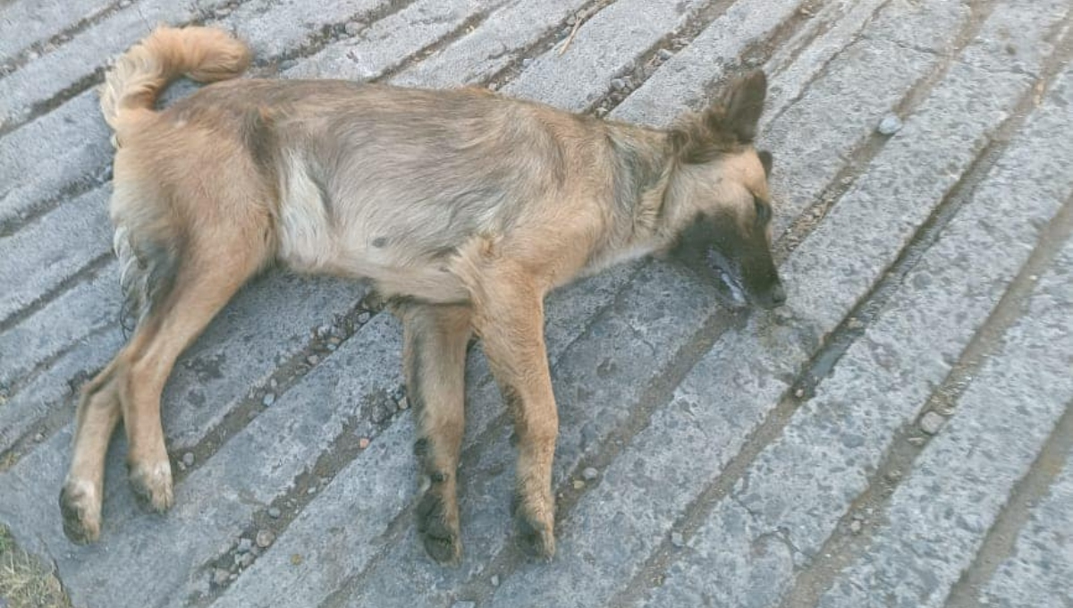 Los perros presentaron signos de envenenamiento Los perros presentaron signos de envenenamiento