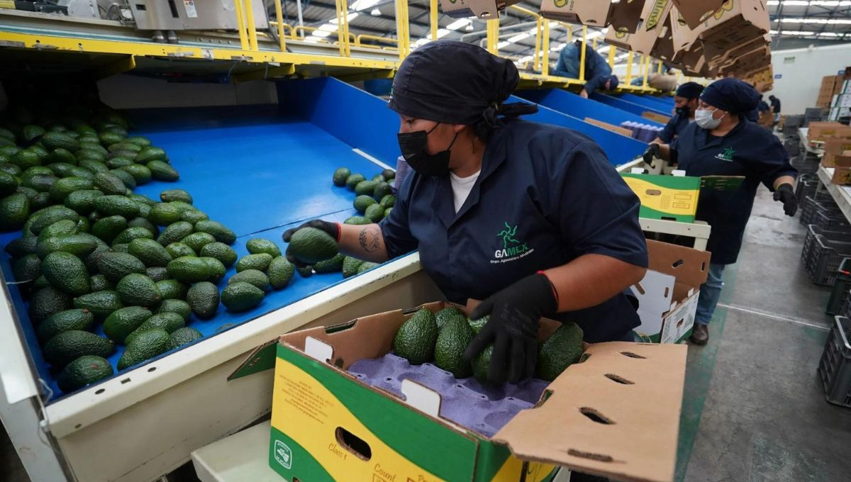 Presidente de México ordena protección a inspectores de aguacate de EU para reanudar importaciones desde Michoacán