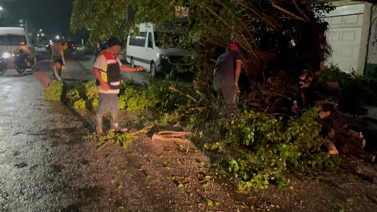 Personal de Protección Civil Municipal acudió para retirar el árbol y asegurar la vía pública Personal de Protección Civil Municipal acudió para retirar el árbol y asegurar la vía pública