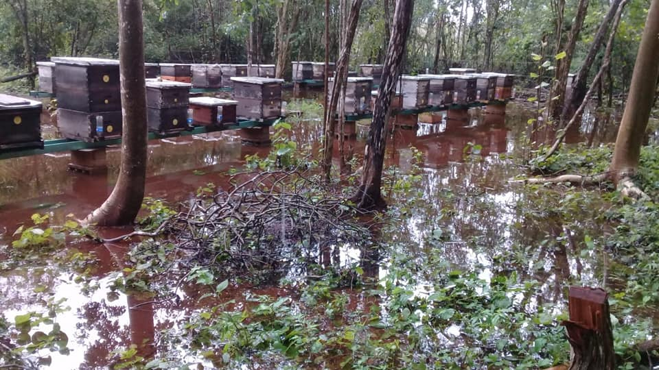 Apicultores locales aseguran que han perdido hasta 50% de sus colmenas, por el mal tiempo