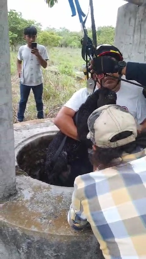 Así recuperaron a la cabra en Tizimín Así recuperaron a la cabra en Tizimín