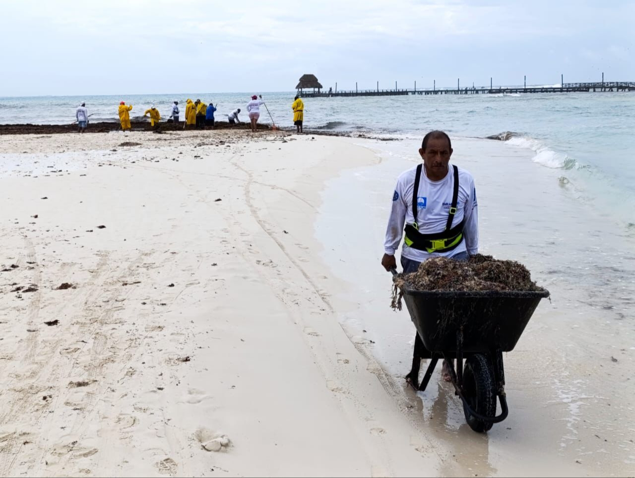 El alga inundó la parte Este de Playa Norte, por lo que Zofemat intervino. El alga inundó la parte Este de Playa Norte, por lo que Zofemat intervino.