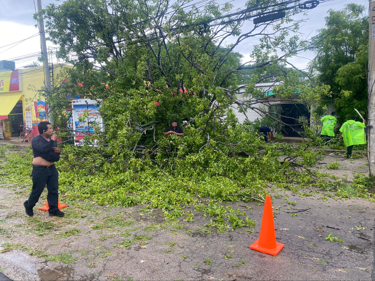 El árbol de huayas cayó pero no desprendió cables