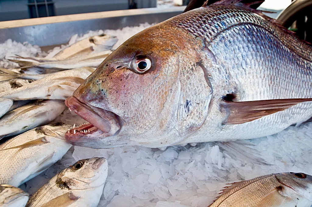 El pescado debe lucir fresco El pescado debe lucir fresco