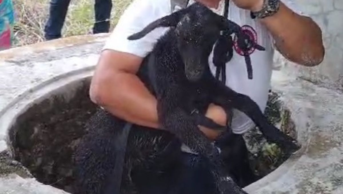 Rescatan a cabra que cayó a pozo de gran profundidad en Tizimín