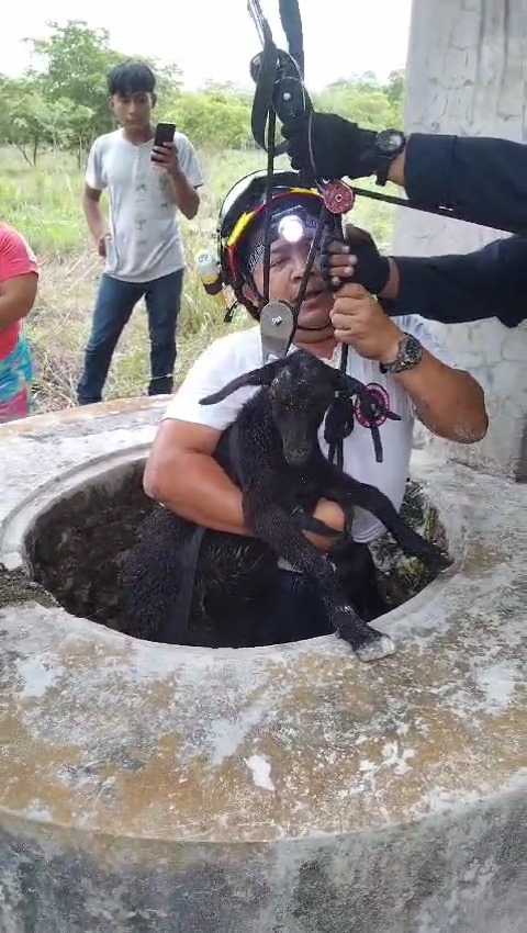 La cabra terminó sana y salva en Tizimín La cabra terminó sana y salva en Tizimín