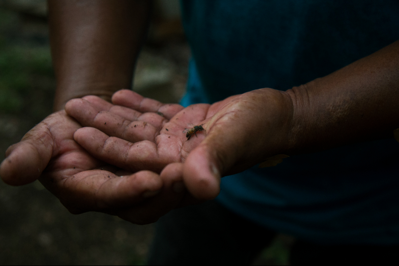 Productores señalan que la zona más afectada por el uso de herbicidas es Colonia Yucatán Productores señalan que la zona más afectada por el uso de herbicidas es Colonia Yucatán