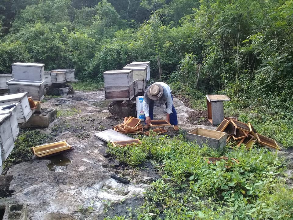 Los afectados indicaron se requiere una inversión de aproximadamente 60 mil pesos por cada 10 panales para poder protegerlos Los afectados indicaron se requiere una inversión de aproximadamente 60 mil pesos por cada 10 panales para poder protegerlos