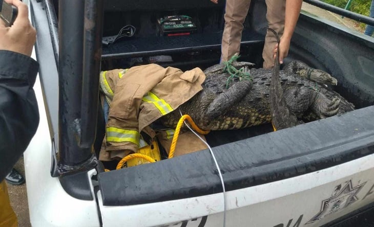 Bomberos someten a cocodrilo que paseaba por calles de Tampico