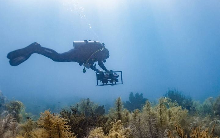 Los arrecifes ocupan menos del uno por ciento de los océanos, pero son primordiales para varias especies