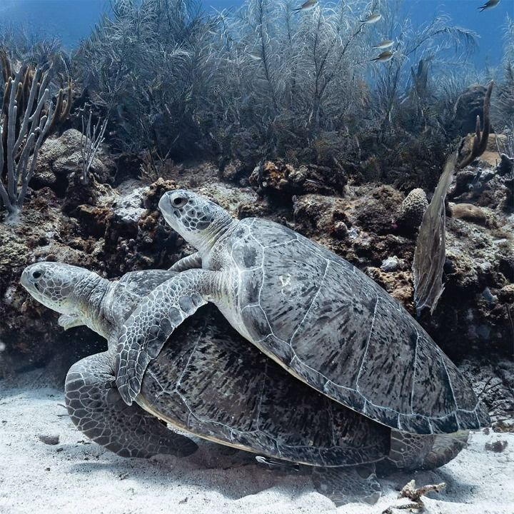 Son sitios de reproducción de especies, algunas de interés pesquero Son sitios de reproducción de especies, algunas de interés pesquero