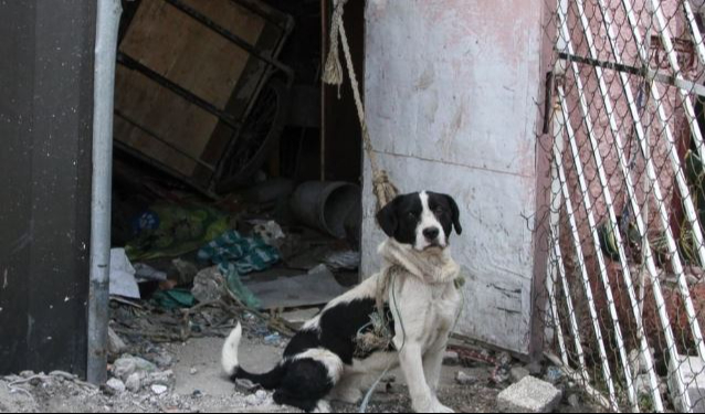 Vecinos acusaron que un hombre estaba maltratando a un perrito en la colonia de El Valle