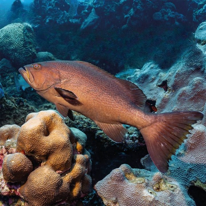 Visitaron Cayo Arenas, Cayo Nuevo, Triángulos, Obispo y Banco Nuevo. Visitaron Cayo Arenas, Cayo Nuevo, Triángulos, Obispo y Banco Nuevo.