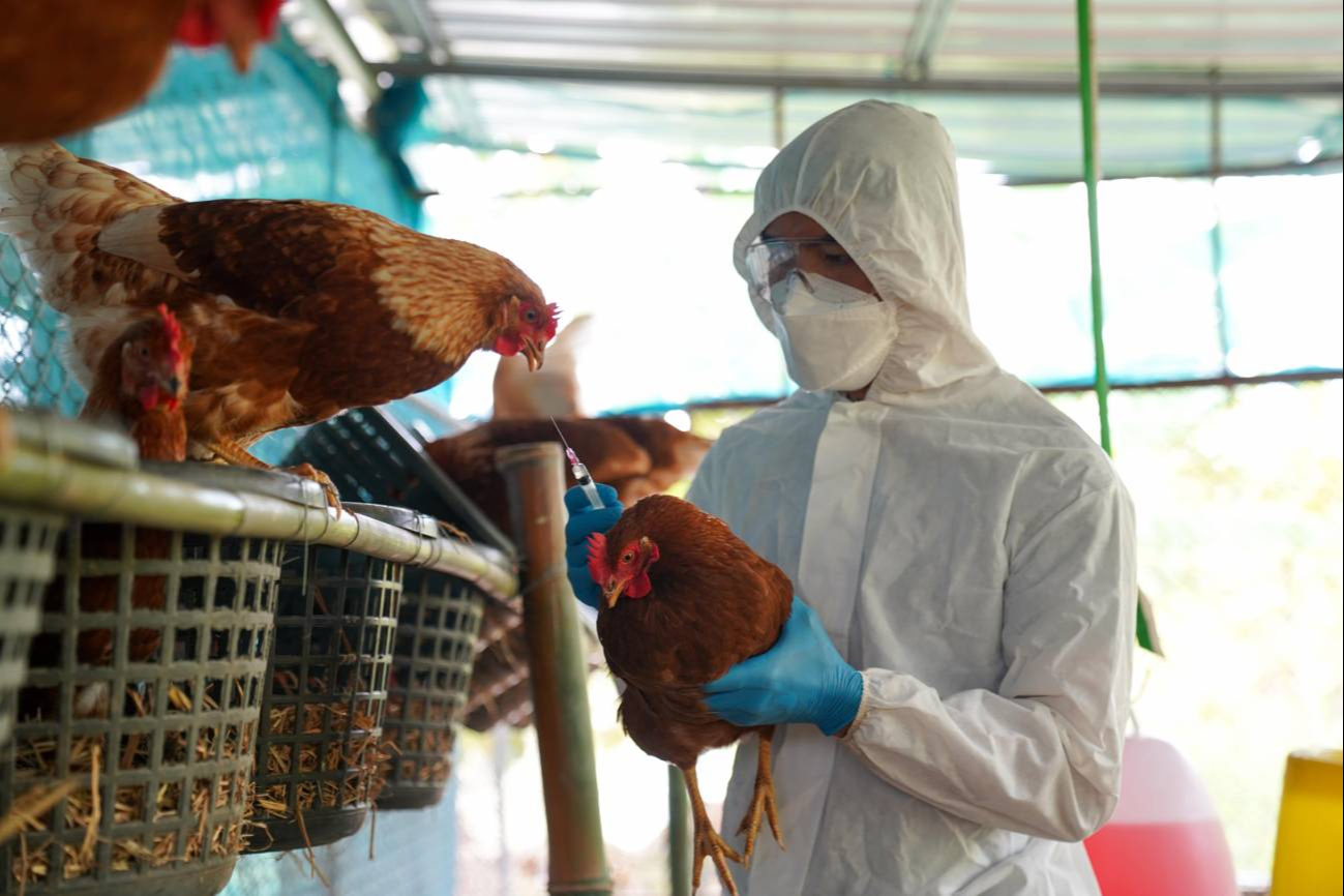 Muere niña de 3 años por gripe aviar H5N1 en Torreón: primer caso humano mortal en México