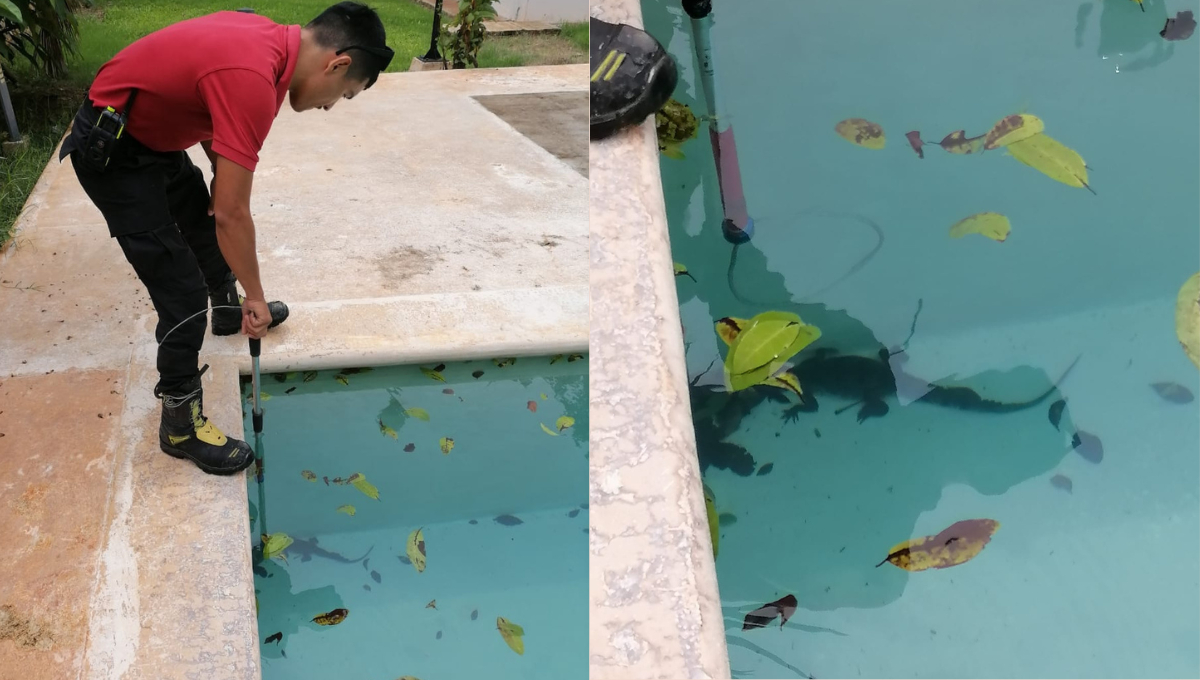 El segundo reptil fue reportado en una sala de fiesta El segundo reptil fue reportado en una sala de fiesta