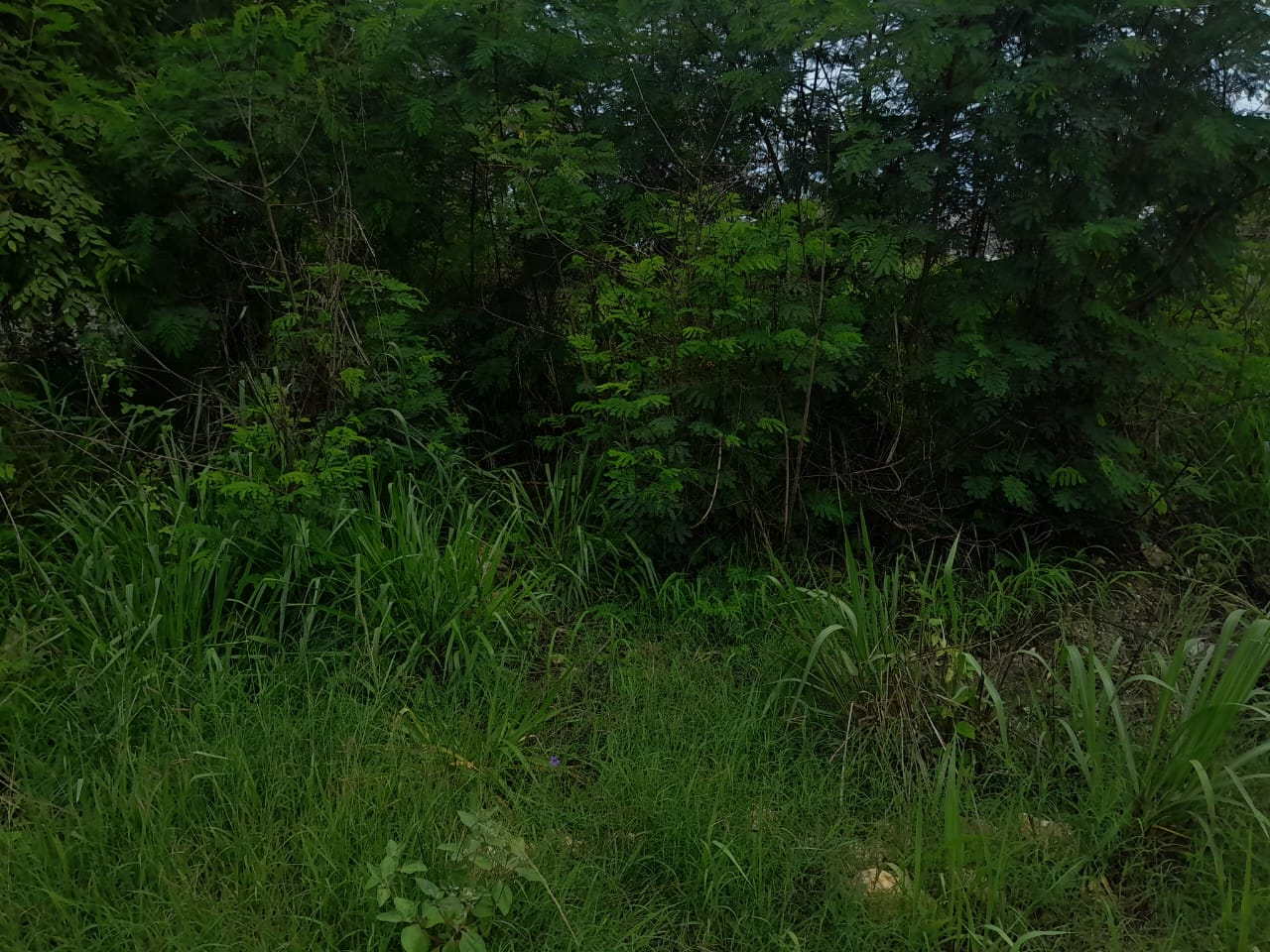 La acumulación de agua y la maleza han llevado a una invasión de mosquitos La acumulación de agua y la maleza han llevado a una invasión de mosquitos