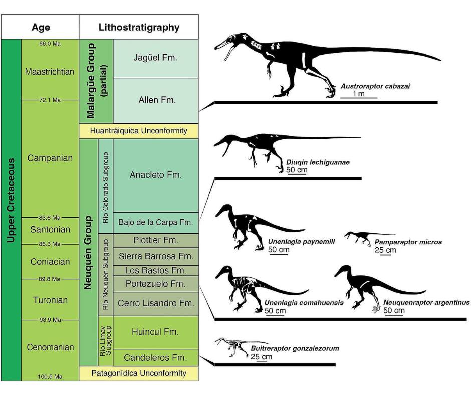 Las investigaciones del Diuqin lechiguanae continúan Las investigaciones del Diuqin lechiguanae continúan