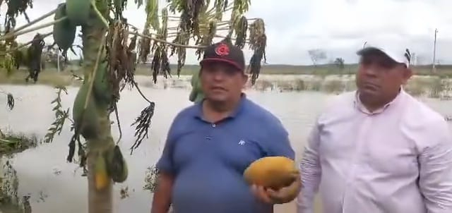 Los hermanos Teodoro y Jorge Ake lamentan la pérdida significativa en el ramo agrícola y solicitan apoyo de las autoridades Los hermanos Teodoro y Jorge Ake lamentan la pérdida significativa en el ramo agrícola y solicitan apoyo de las autoridades