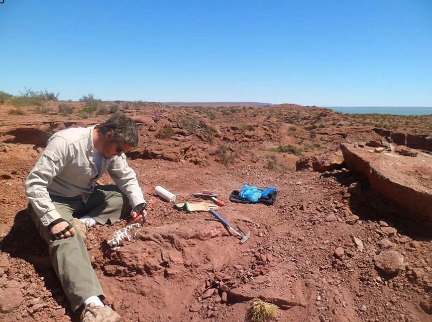 Descubren una nueva especie de dinosaurio relacionada con las aves en Argentina