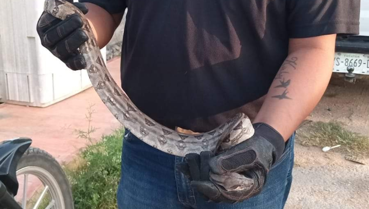 Boas también han sido atrapadas dentro de las viviendas Boas también han sido atrapadas dentro de las viviendas