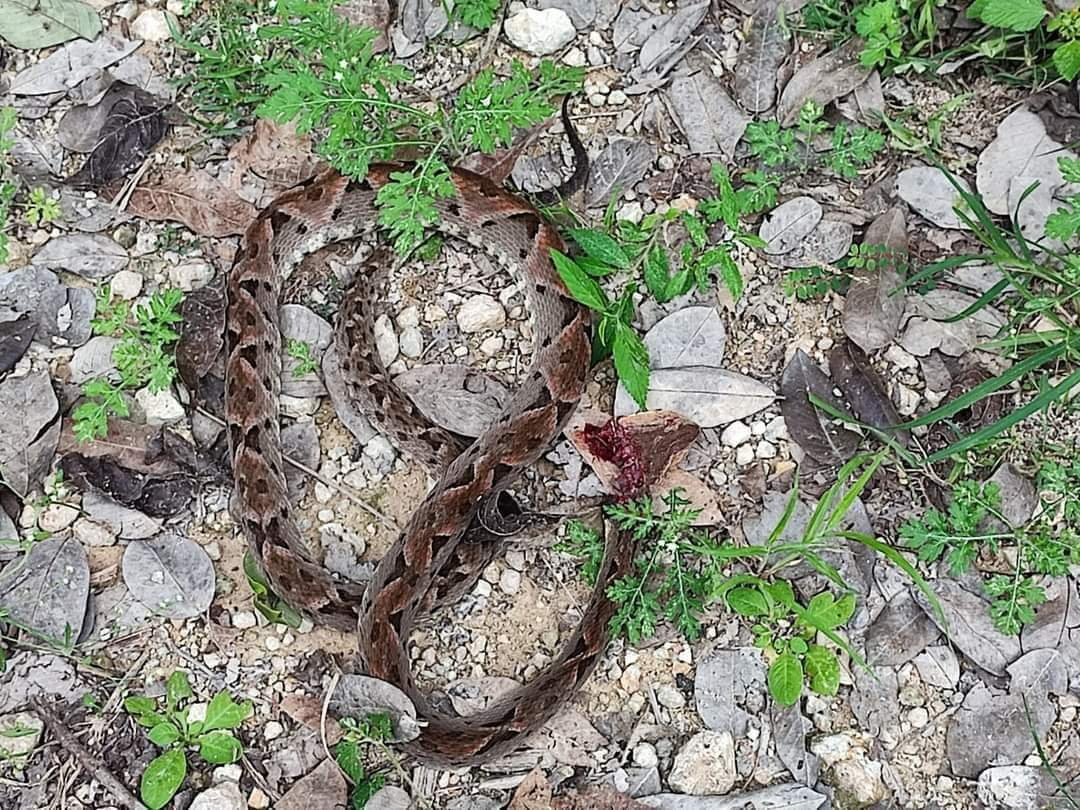 Debido al miedo, habitantes han optado por matarlas Debido al miedo, habitantes han optado por matarlas
