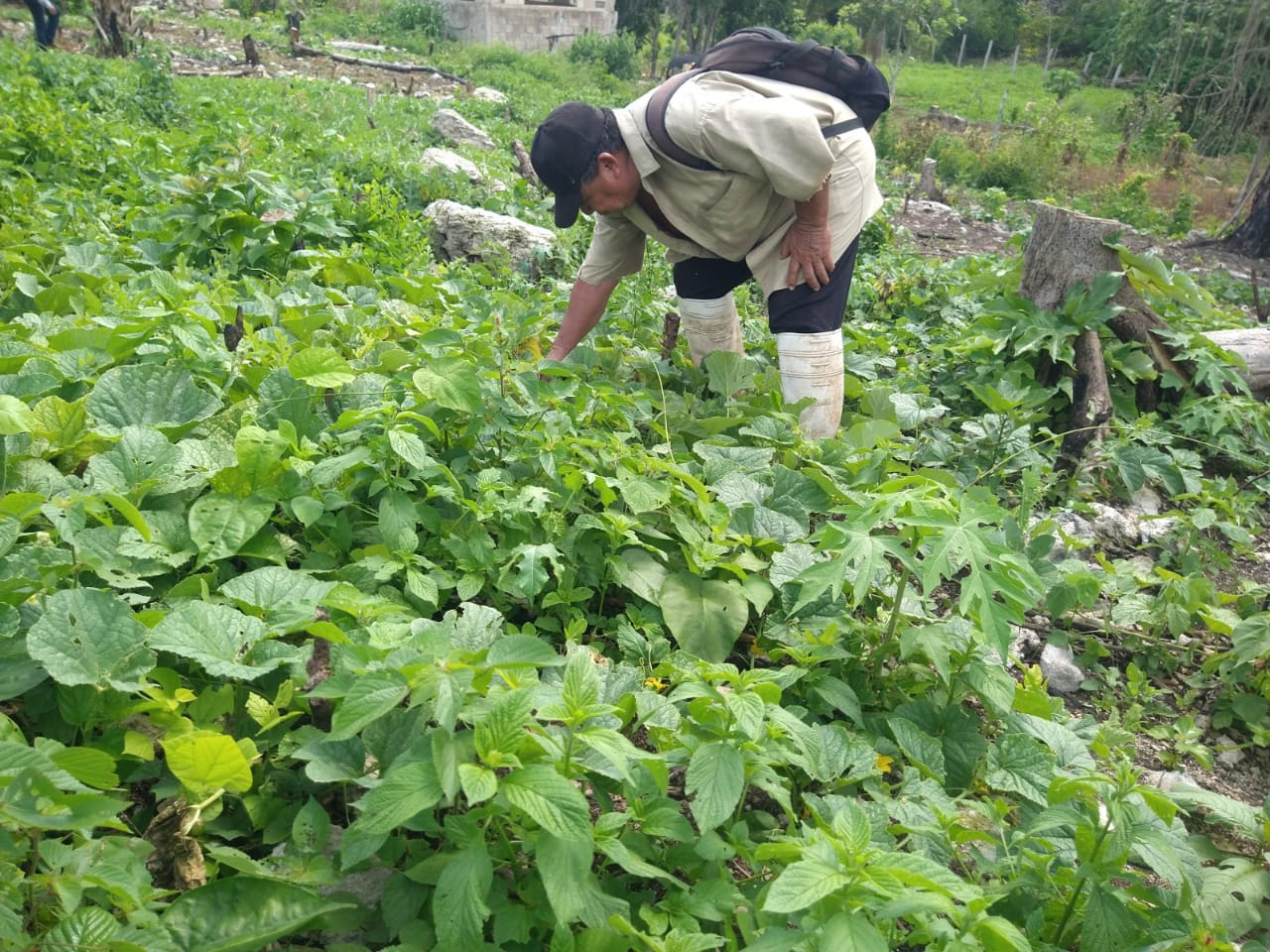 El Polvo del Sahara beneficiará al campo yucateco El Polvo del Sahara beneficiará al campo yucateco