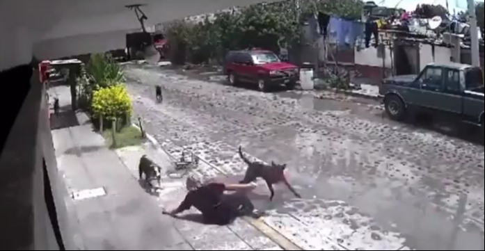 Jauría de perros ataca ferozmente a una abuelita en Querétaro:  VIDEO 