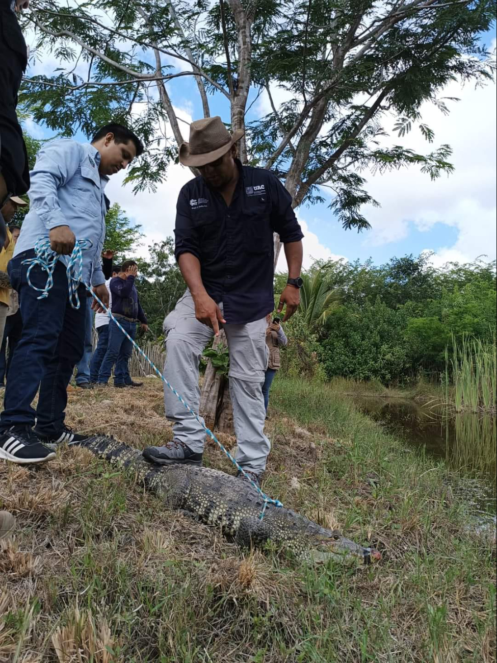 Protección Civil se encarga de reubicar a los cocodrilos Protección Civil se encarga de reubicar a los cocodrilos