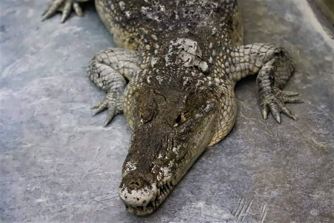 Se han capturado seis cocodrilos en lo que va del 2024 en Campeche 