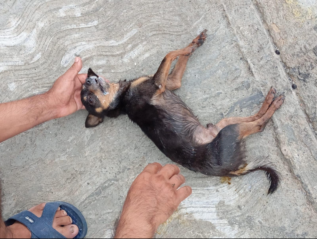 Perritos fueron envenenados Perritos fueron envenenados
