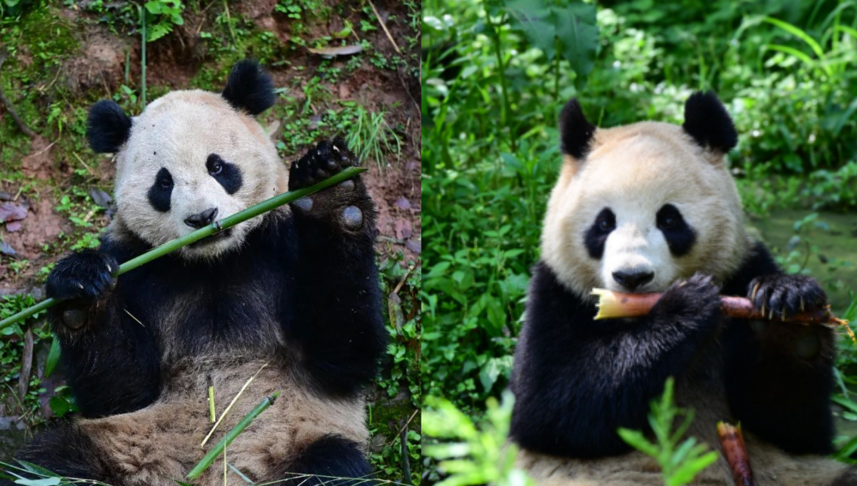 Yun Chuan y Xin Bao, pandas gigantes, inician una estadía de 10 años en el Zoológico de San Diego Yun Chuan y Xin Bao, pandas gigantes, inician una estadía de 10 años en el Zoológico de San Diego