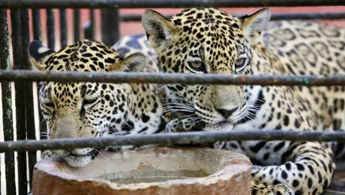Árbol cae en el área de jaguares del Centenario de Mérida