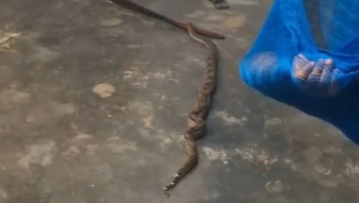 La boa ingresó al domicilio durante la noche
