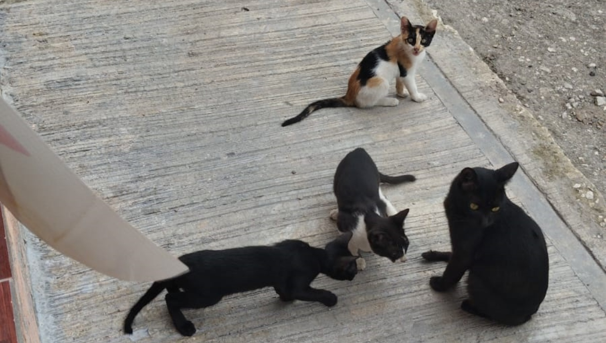 El Día del Gato se celebra tres veces al año El Día del Gato se celebra tres veces al año
