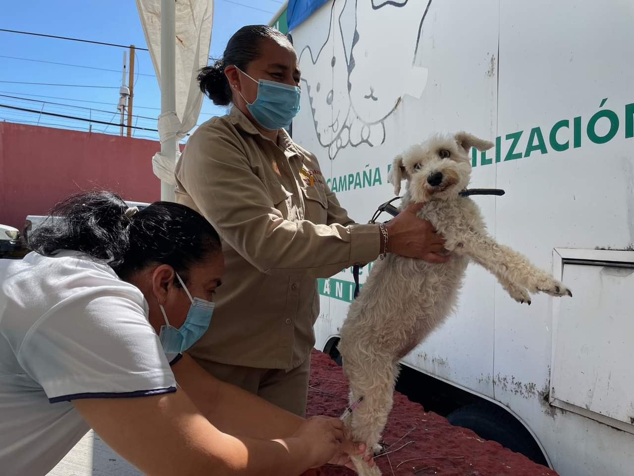 Perros también serán vacunados Perros también serán vacunados