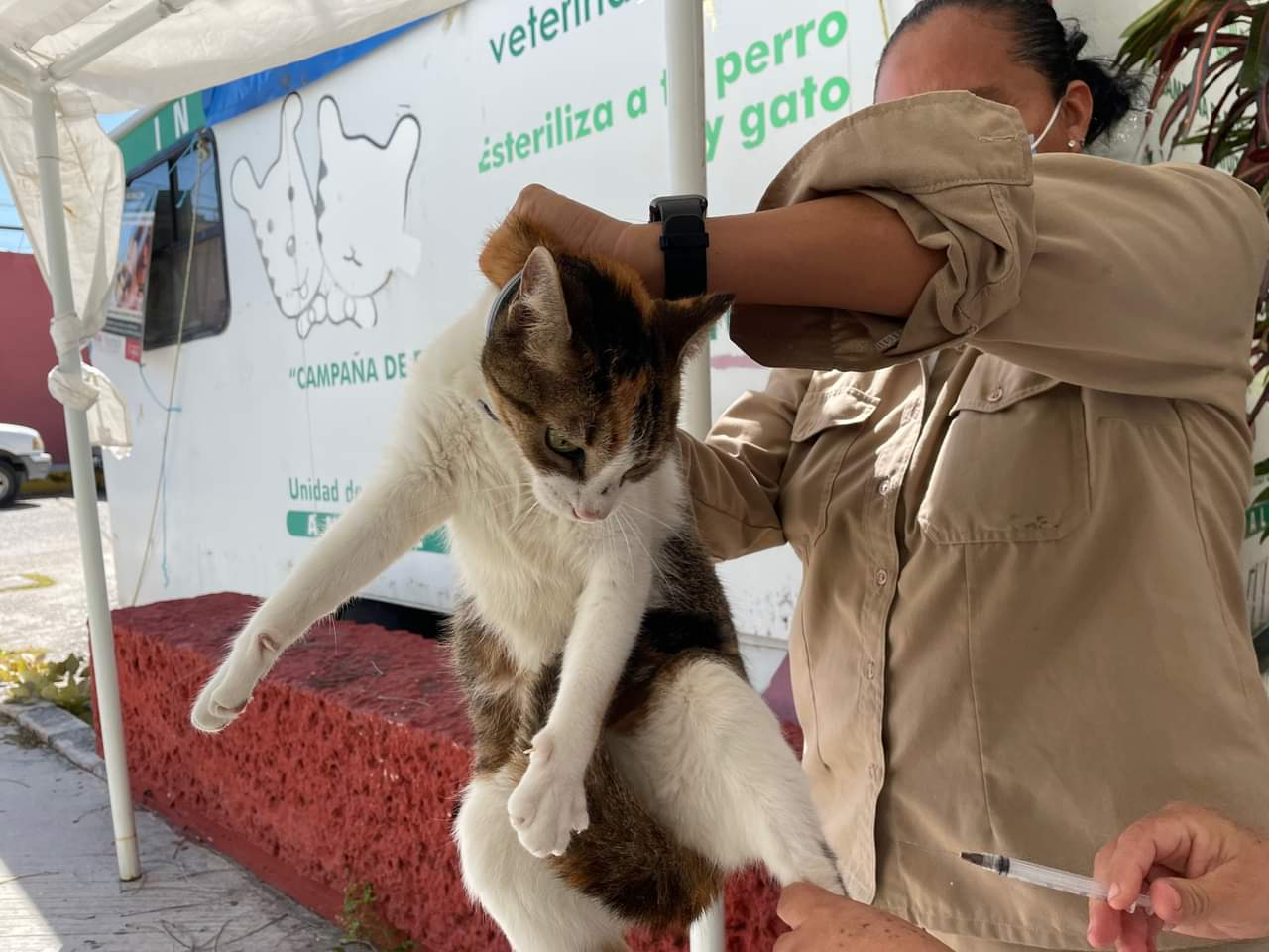Un gato resultó con rabia en Ciudad del Carmen Un gato resultó con rabia en Ciudad del Carmen