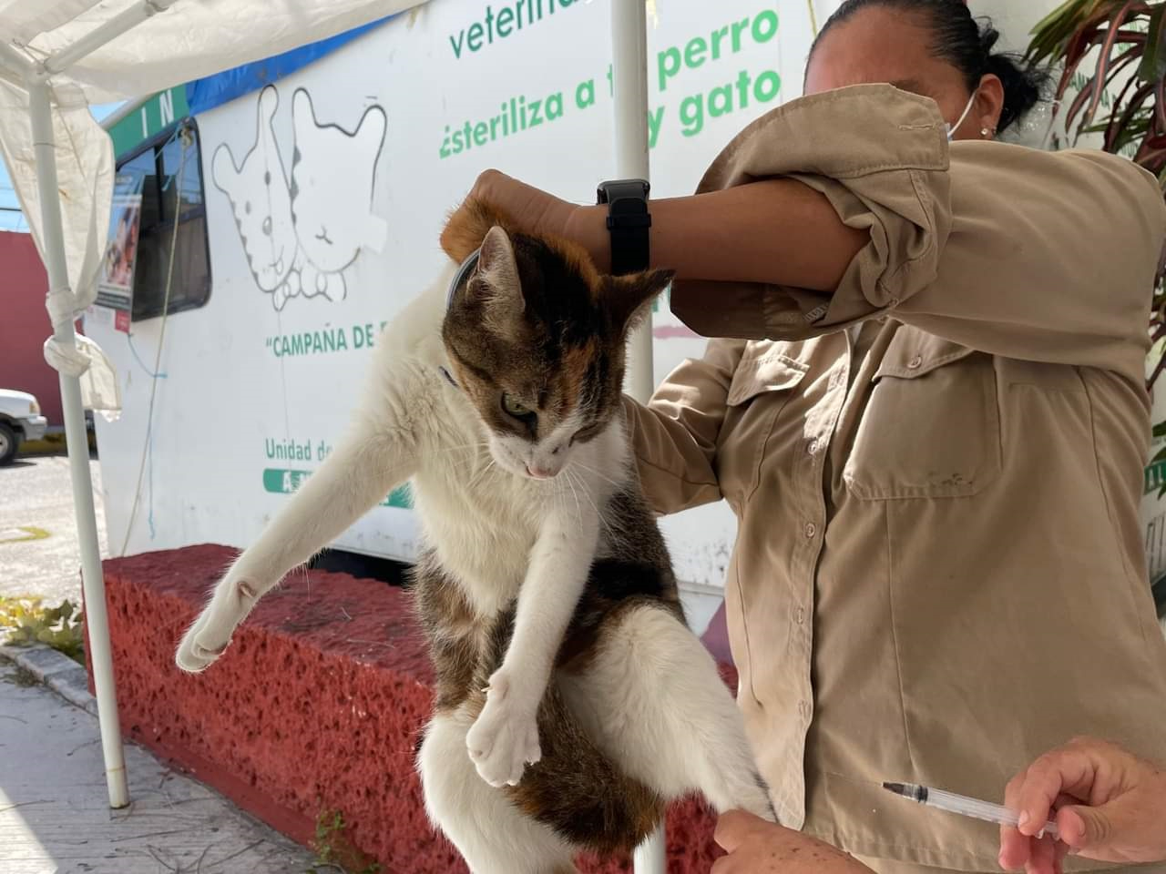 La Secretaría de Salud activa Protocolo de Foco Rábico en Ciudad del Carmen debido a un caso de rabia en un felino de tres meses. La Secretaría de Salud activa Protocolo de Foco Rábico en Ciudad del Carmen debido a un caso de rabia en un felino de tres meses.