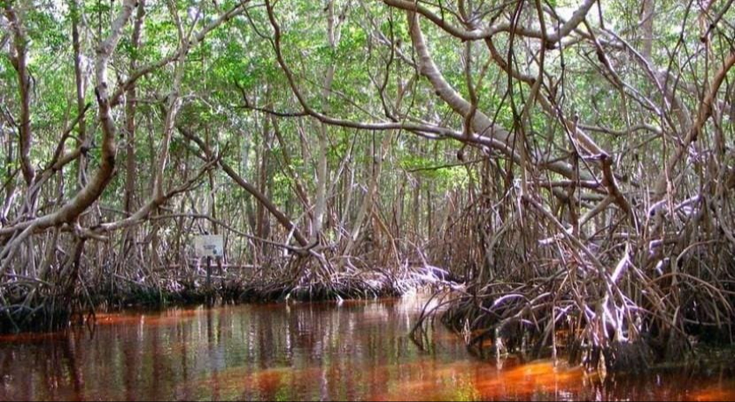 El municipio alberga más de 3 mil ha de humedales, con gran diversidad de plantas El municipio alberga más de 3 mil ha de humedales, con gran diversidad de plantas