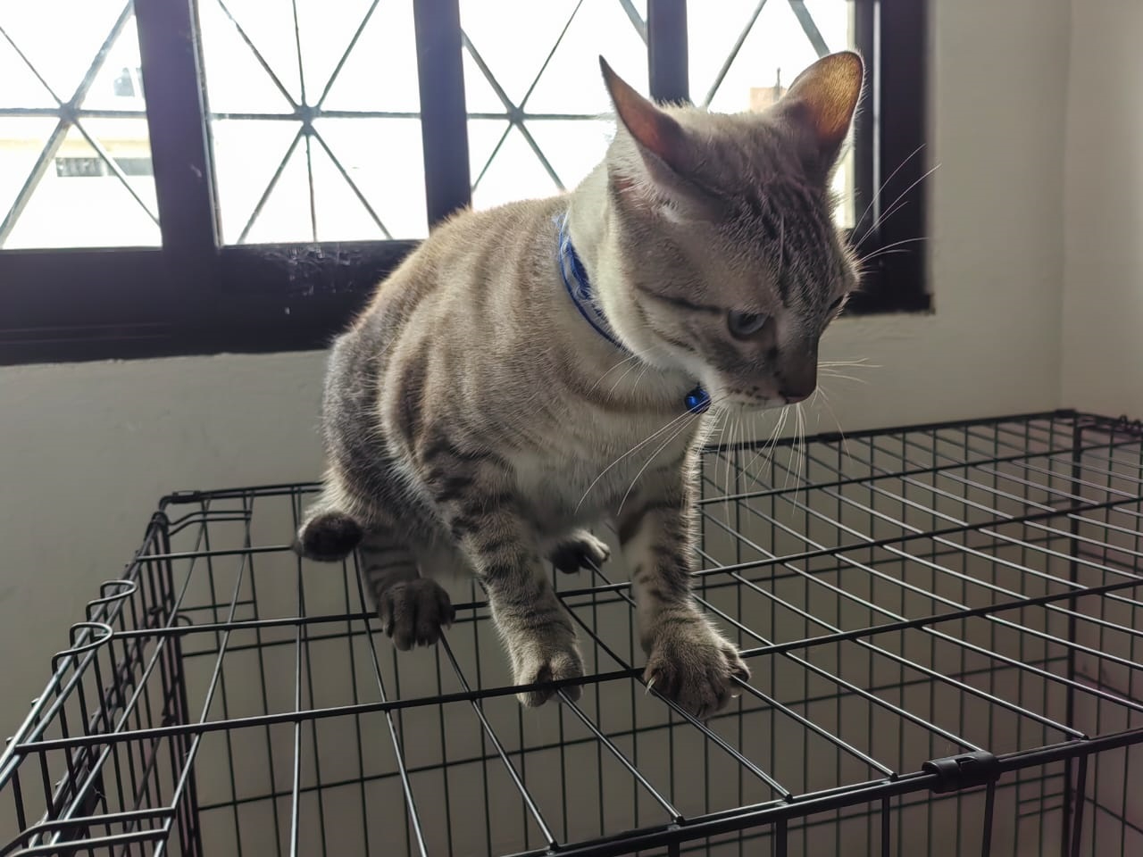 Se está vacunando a las personas que estuvieron en contacto con el animal Se está vacunando a las personas que estuvieron en contacto con el animal