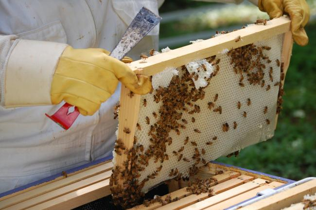 Cae producción de miel por sequía
