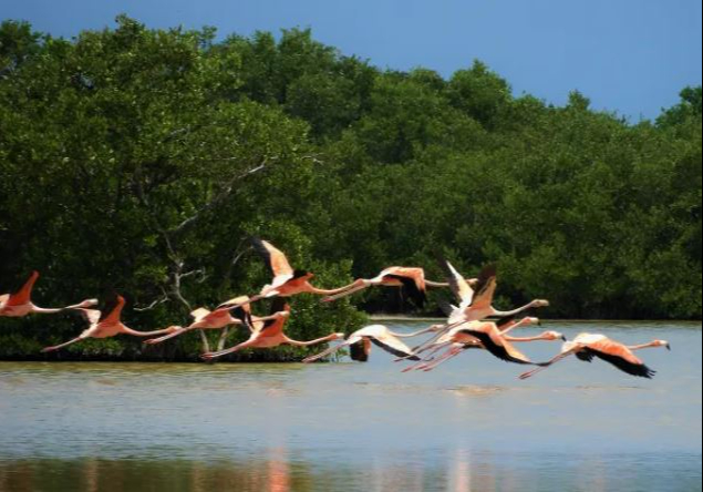 Sus aguas cristalinas permite disfrutar del ambiente Sus aguas cristalinas permite disfrutar del ambiente