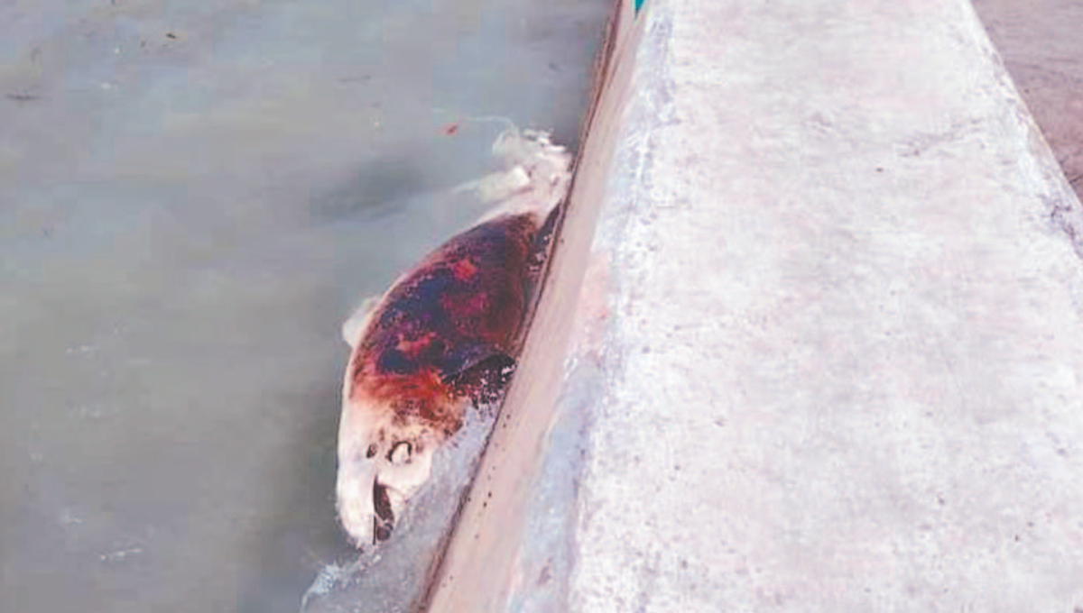 El oleaje fue empujando el cadáver del cetáceo hasta la orilla del malecón de la Villa El oleaje fue empujando el cadáver del cetáceo hasta la orilla del malecón de la Villa
