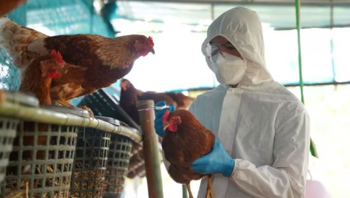 OMS aclara que fallecimiento en México no está relacionado con gripe aviar H5N2