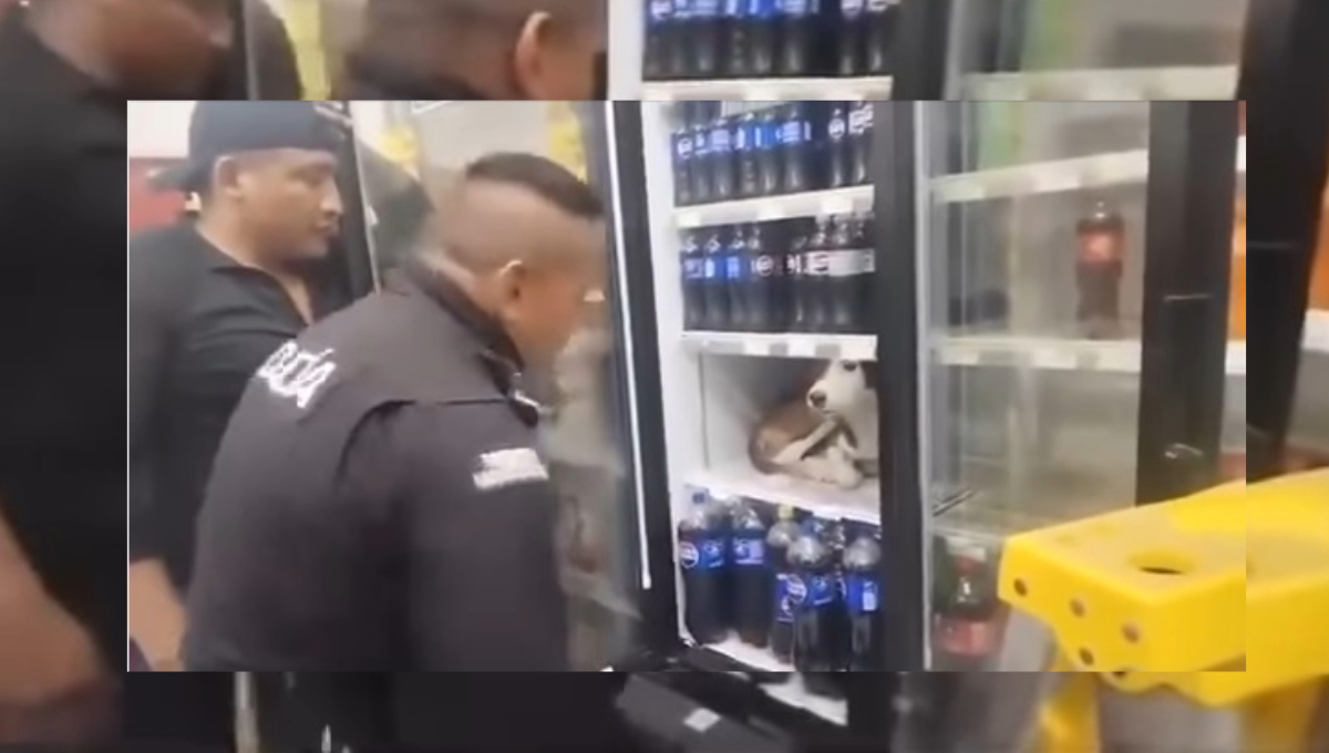 Por más aplausos y cariñitos que le hicieron, este peludo no salía del refrigerador